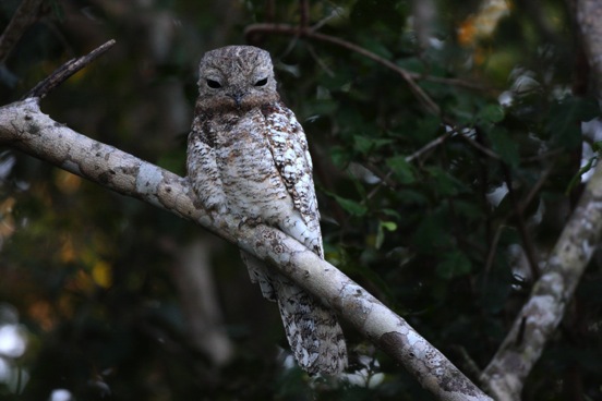 The Great Potoo