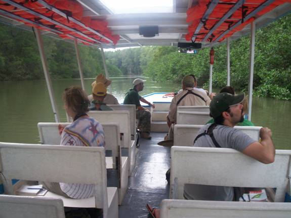 Bird watching in the mangroves