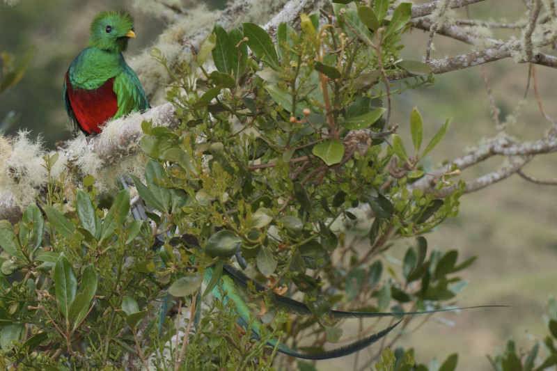 Birdwatching in Barva Volcano National Park