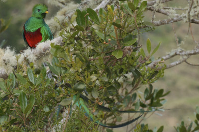 Birdwatching in Barva Volcano National Park